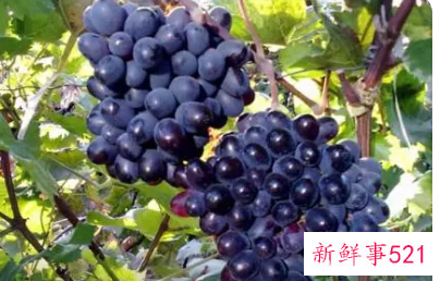 提子酒的功效与作用