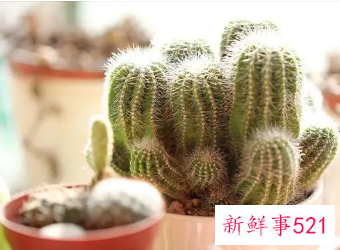 仙人球怎么才能爆头