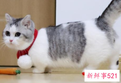 最适合新手养的猫排名