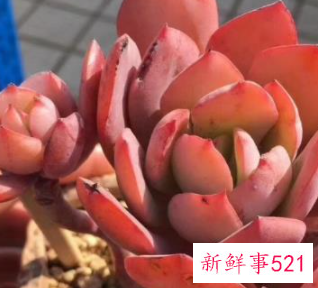 多肉的种植方法