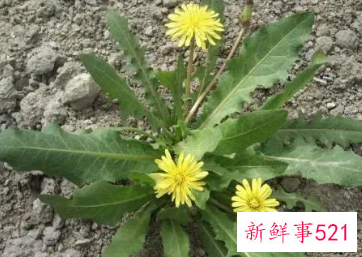 蒲公英的作用和功能主治