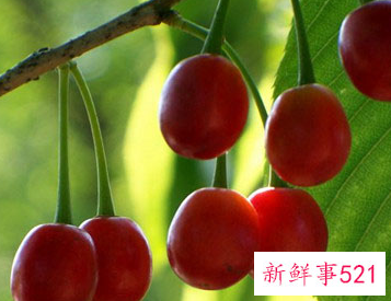 野樱桃的禁忌有哪些