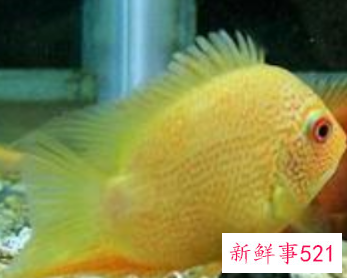 金菠萝鱼好养吗