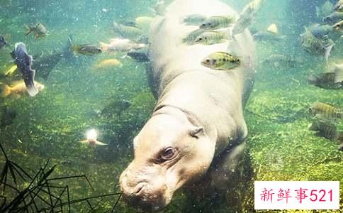 为什么河马的五官都长在头顶上