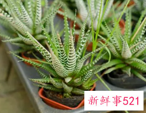 条纹十二卷发黄的原因分析