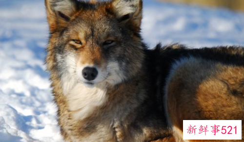 狼的祖先进化图