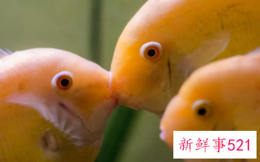 金菠萝鱼好养吗