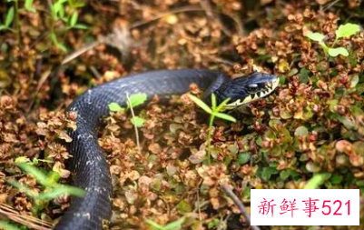 梦见蛇追自己是什么寓意