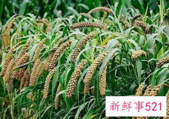 农作物分类名称