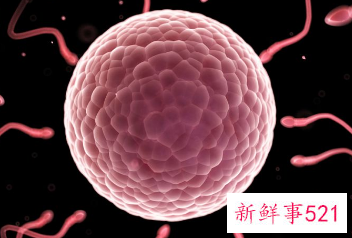 吃什么能让卵泡长得好