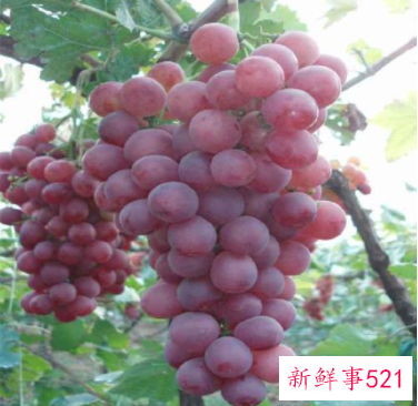 玫瑰香葡萄的功效有哪些