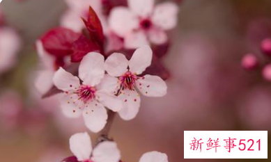 梦见山上桃花盛开是什么意思