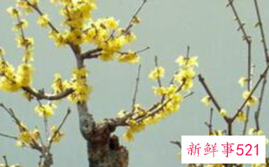 过年买的桃花会结果吗