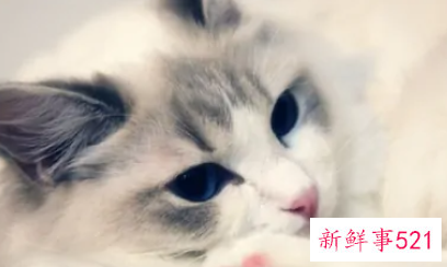 最适合新手养的猫排名