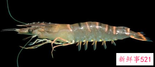 梦见抓鱼虾表示什么