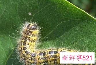 梦见虫子爬是什么意思