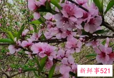 这些风水布局易招桃花