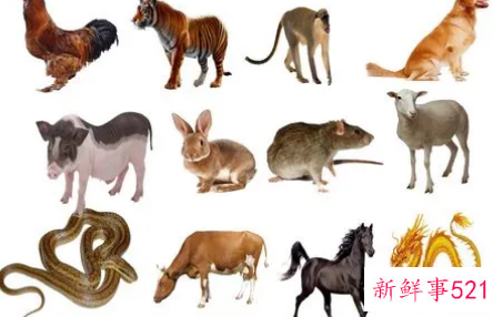 十二生肖相生相克五行