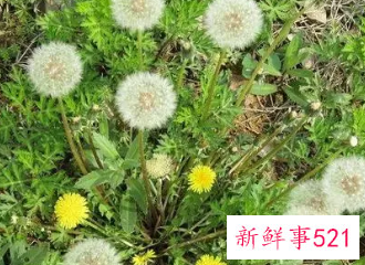 蒲公英的功效作用
