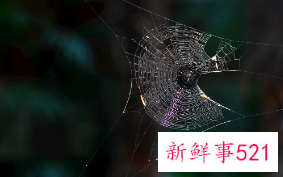梦见蜘蛛网是好事吗