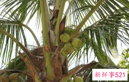 梦见椰子树什么意思