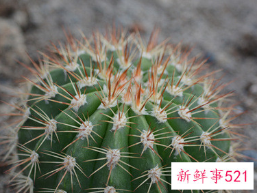 仙人球怎么才能爆头