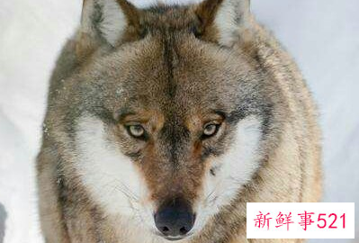 狼对人类有什么好处