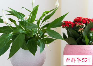 寓意招财的植物