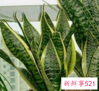 虎皮兰的风水用法