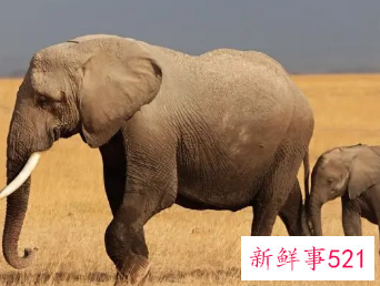 梦见养了一只小象是什么意思