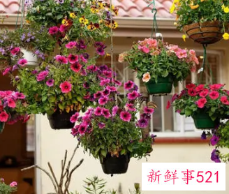 为什么门前不能种花