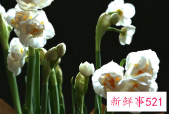 兰花的寓意和风水