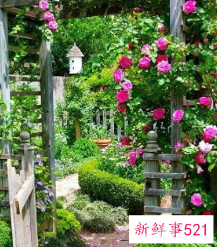 梦到别人院子开满了花