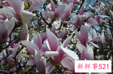 二乔木兰的品种简介