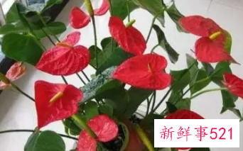 怎样看出红掌该浇水了