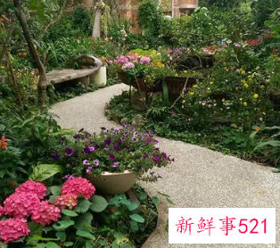 为什么门前不能种花