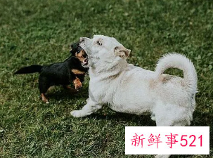 梦见到处是狗什么意思