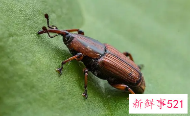 梦见甲虫什么意思