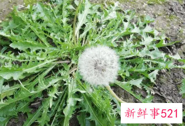 蒲公英的功效作用