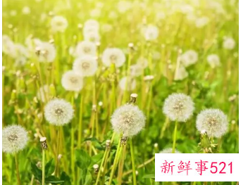 蒲公英的功效作用