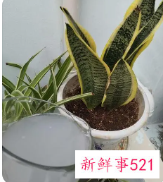 虎皮兰越冬养护