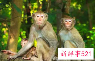 属猴的女人佩戴什么招财