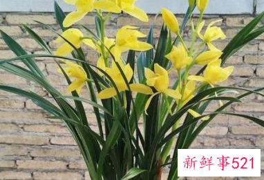 过年买的桃花会结果吗