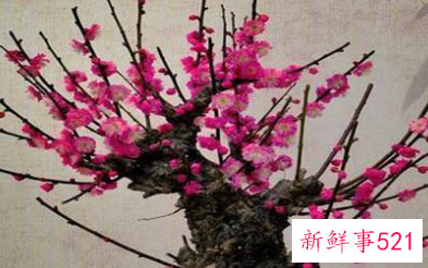 过年买的桃花会结果吗