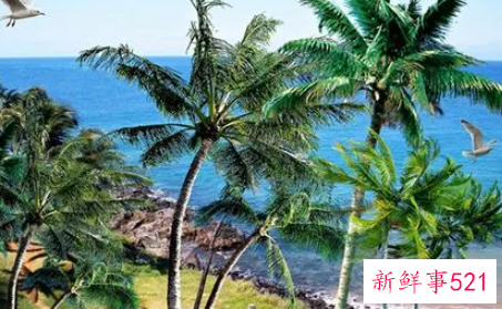 梦见椰子树什么意思