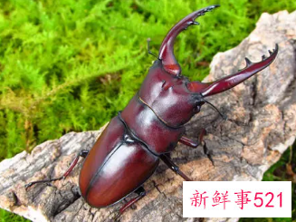 梦见甲虫什么意思