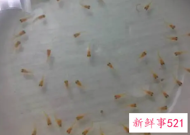 刚出生的小鱼怎么喂养
