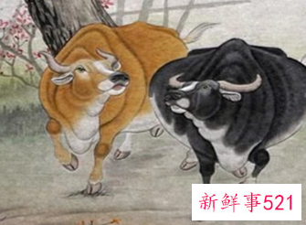 97年属牛女人感情和婚姻