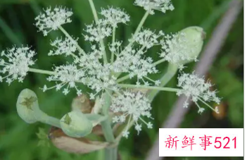 独活的功效与作用及禁忌症