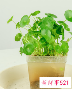 寓意招财的植物